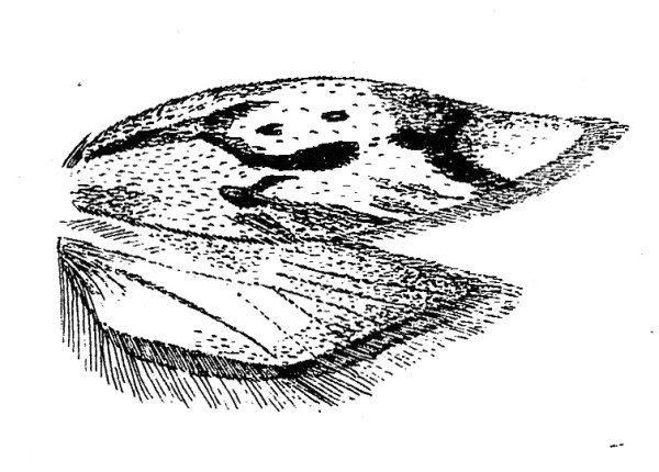 Wings of female of Diurnea lipsiella (Chimabachidae) (not functional).